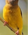 A Little Yellow Bird